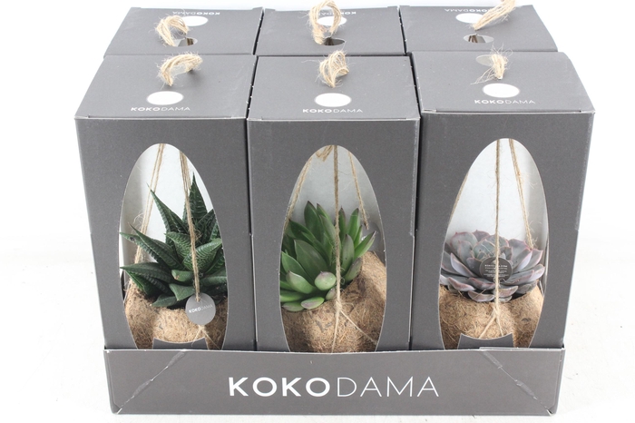 <h4>arr3 Kokoplant - Gift package succu. x6</h4>