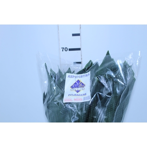 FOLHAGEM ASPIDISTRA ELATIOR 060 CM