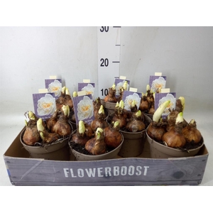 Narcissus DU 'Bridal Crown'