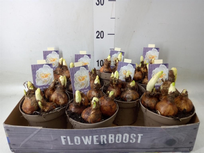 <h4>Narcissus DU 'Bridal Crown'</h4>