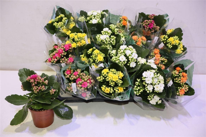 <h4>arr8 Kal Ge Ro Gem 5 Kl</h4>