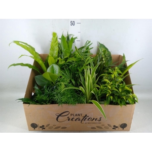 Planten Groen   ...mix 12