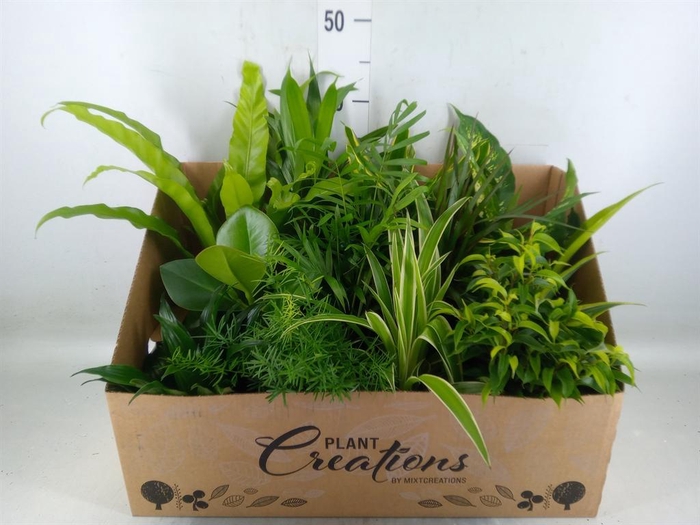<h4>Planten Groen   ...mix 12</h4>