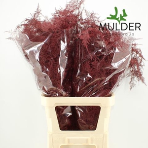 Asparagus DYED Bordeaux