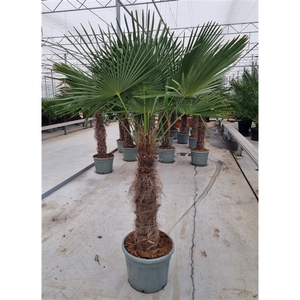 Trachycarpus fortunei