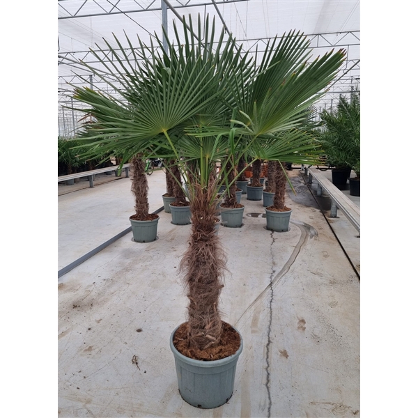 <h4>Trachycarpus fortunei</h4>