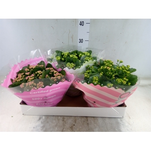 Kalanchoe blos.   ..rosebud mix  5