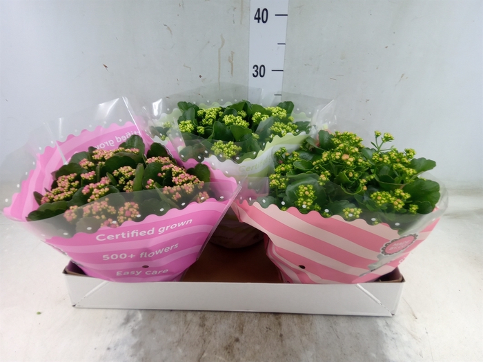 <h4>Kalanchoe blos.   ..rosebud mix  5</h4>