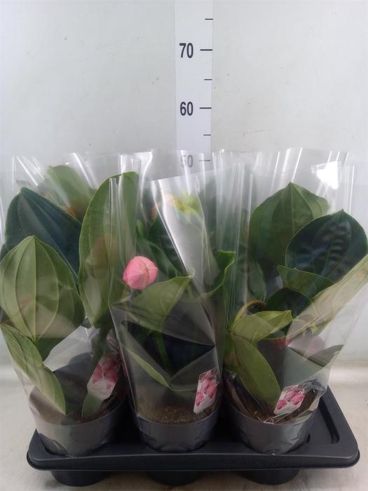 <h4>Medinilla magnifica 'Flamenco'</h4>