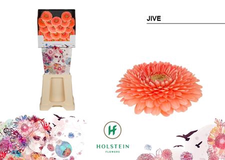 <h4>Ge Bv Diamond Gerponi Jive</h4>