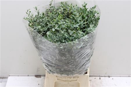 <h4>Euc Parvifolia Kort</h4>