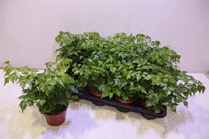 <h4>Radermachera Sinica</h4>