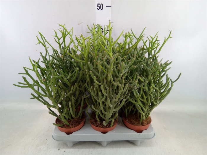 <h4>Euphorbia tirucalli</h4>