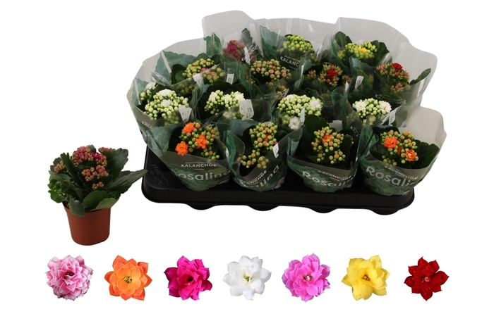 <h4>KAL GE RO GEM 6 KL</h4>