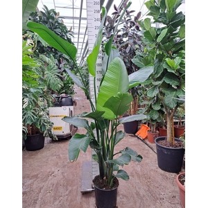 Strelitzia nicolai