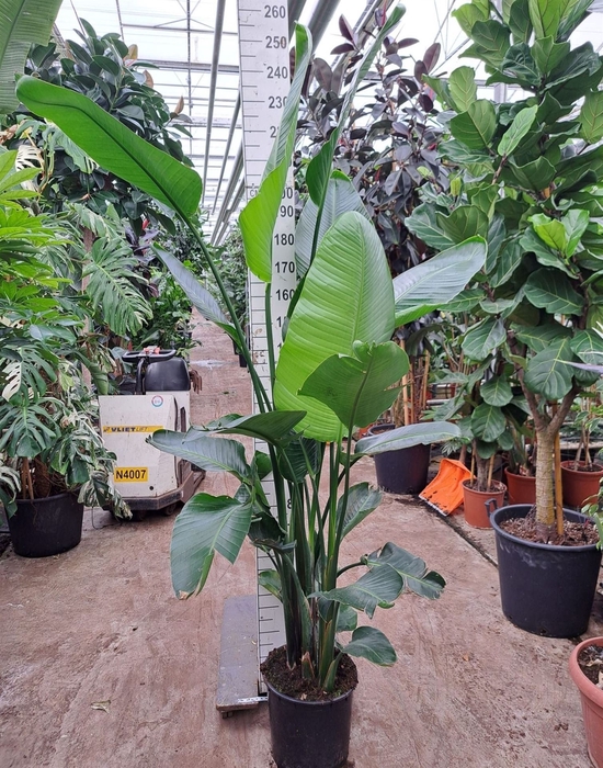 <h4>Strelitzia nicolai</h4>
