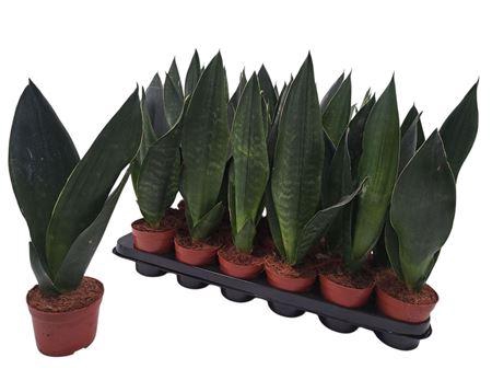 <h4>Sansev Trifascia Ov</h4>