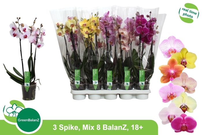 <h4>PHAL GEM 8 KL</h4>