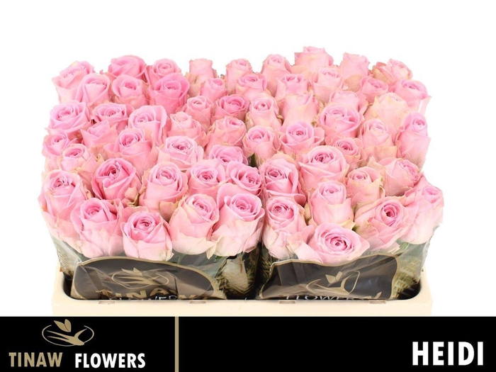 <h4>R Gr Heidi!</h4>