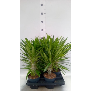 Pachypodium lamerei