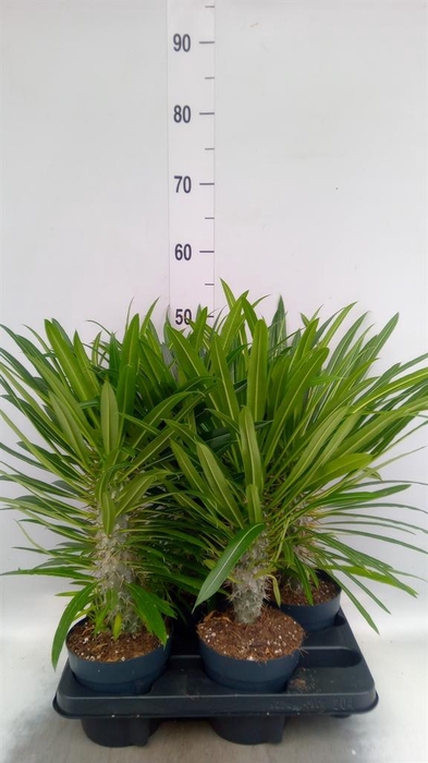 <h4>Pachypodium lamerei</h4>
