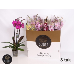 PHAL GEM 5 KL