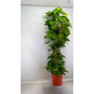 Epipremnum pinn. ...moss stick