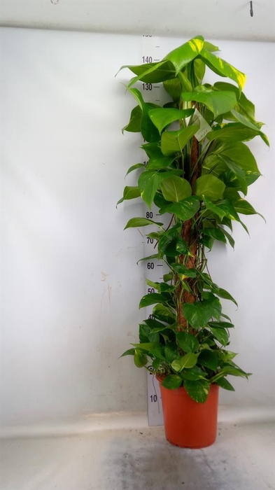 <h4>Epipremnum pinn. ...moss stick</h4>