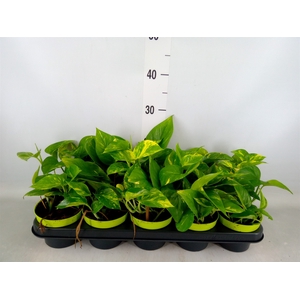 Epipremnum pinn. 'Aureum'