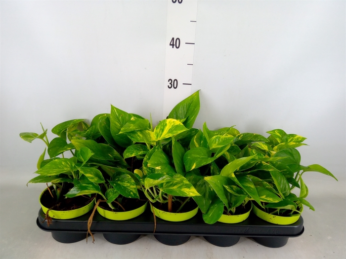 <h4>Epipremnum pinn. 'Aureum'</h4>