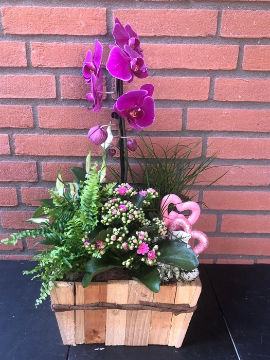 <h4>Arr (7) Phal Cas Hout Vierkant Xxl</h4>