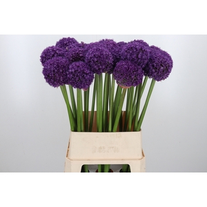 Allium Ambassador