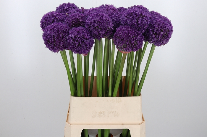 <h4>Allium Ambassador</h4>