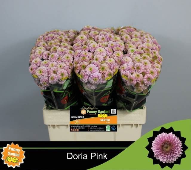 <h4>Chr San AAA Doria Pink</h4>