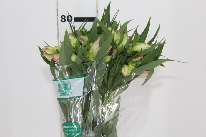 <h4>ALSTROEMERIA DUBAI 080 CM</h4>