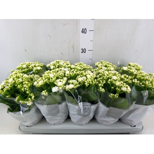 Kalanchoe blos. 'Perfecta White'