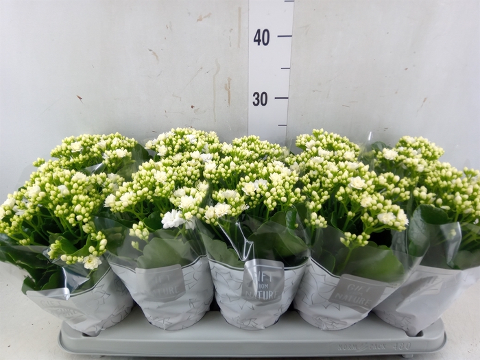 <h4>Kalanchoe blos. 'Perfecta White'</h4>