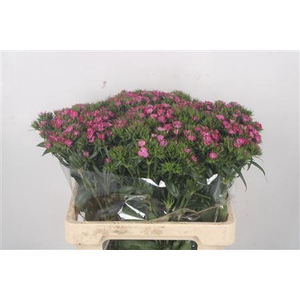 Di Barb Amazone Pink