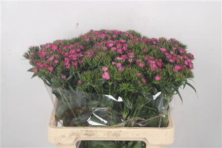 <h4>Di Barb Amazone Pink</h4>