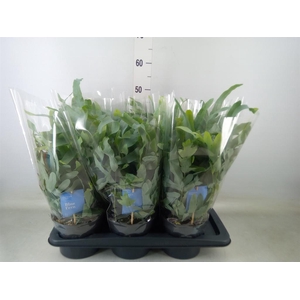 Phlebodium aureum 'Blue Star'