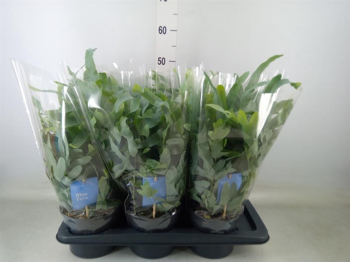 <h4>Phlebodium aureum 'Blue Star'</h4>