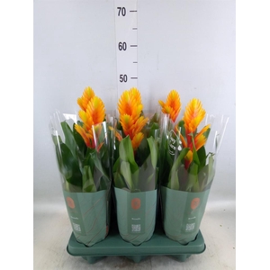 Vriesea  'Intenso Flame'