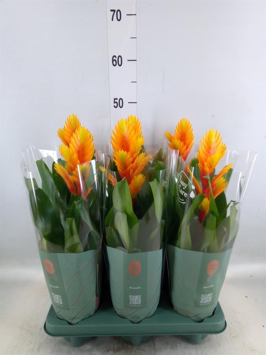 <h4>Vriesea 'Intenso Flame'</h4>