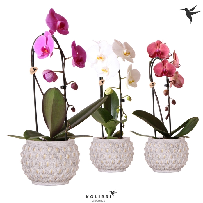 <h4>Kolibri Orchids Niagara fall 1spike mix in Marrakesh pot gold-copper</h4>