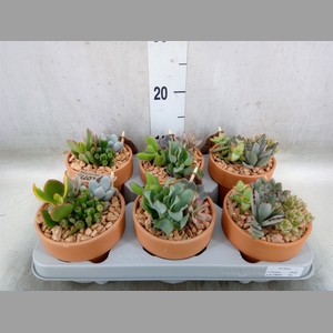 Arr.  Succulents L%
