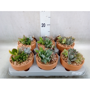 Arr.  Succulents L%