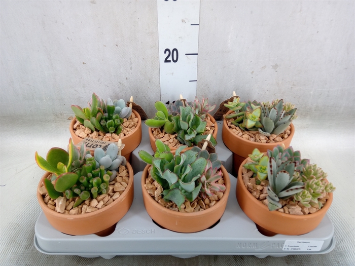 <h4>Arr.  Succulents L%</h4>