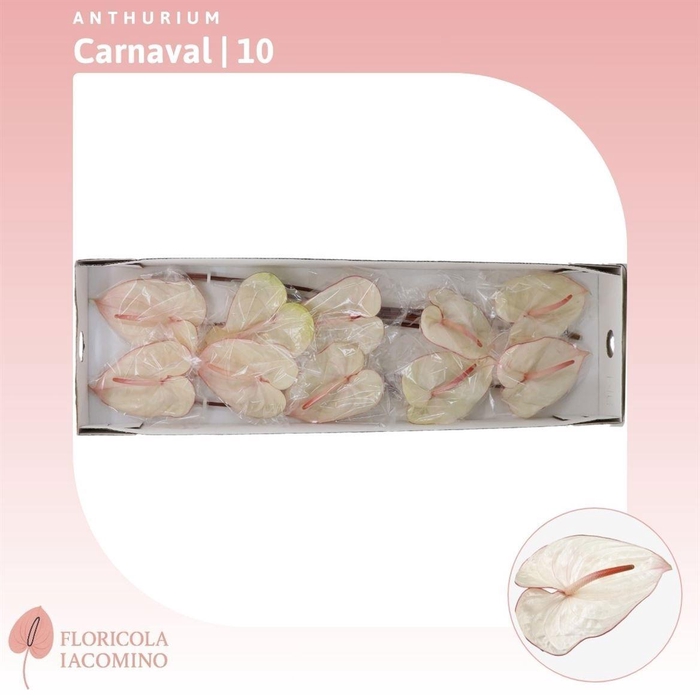 <h4>ANTH A CARNAVAL</h4>