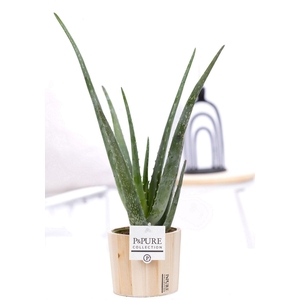 Aloe Vera in P&PURE Wood 5