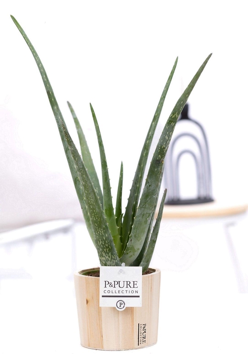 <h4>Aloe Vera in P&PURE Wood 5</h4>